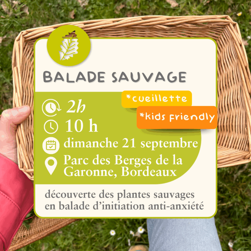 Balade sauvage  - 21 septembre - cueillette