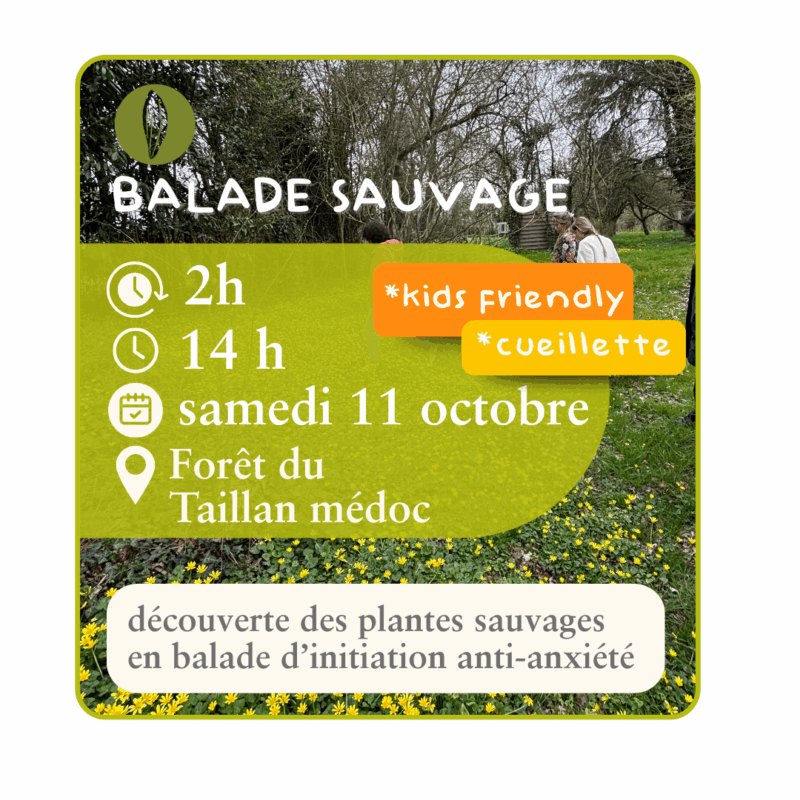Balade sauvage  - 11 octobre - cueillette