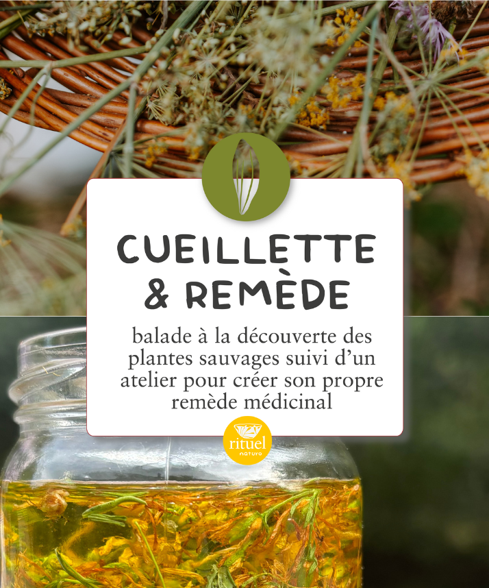 cueillette & remède - 29 novembre